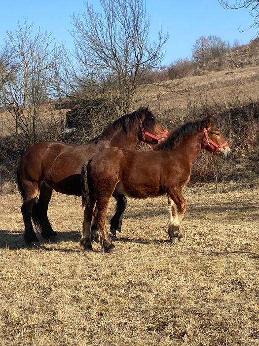 Vand manz de 1 an si 4 luni sau schimb cu variante auto