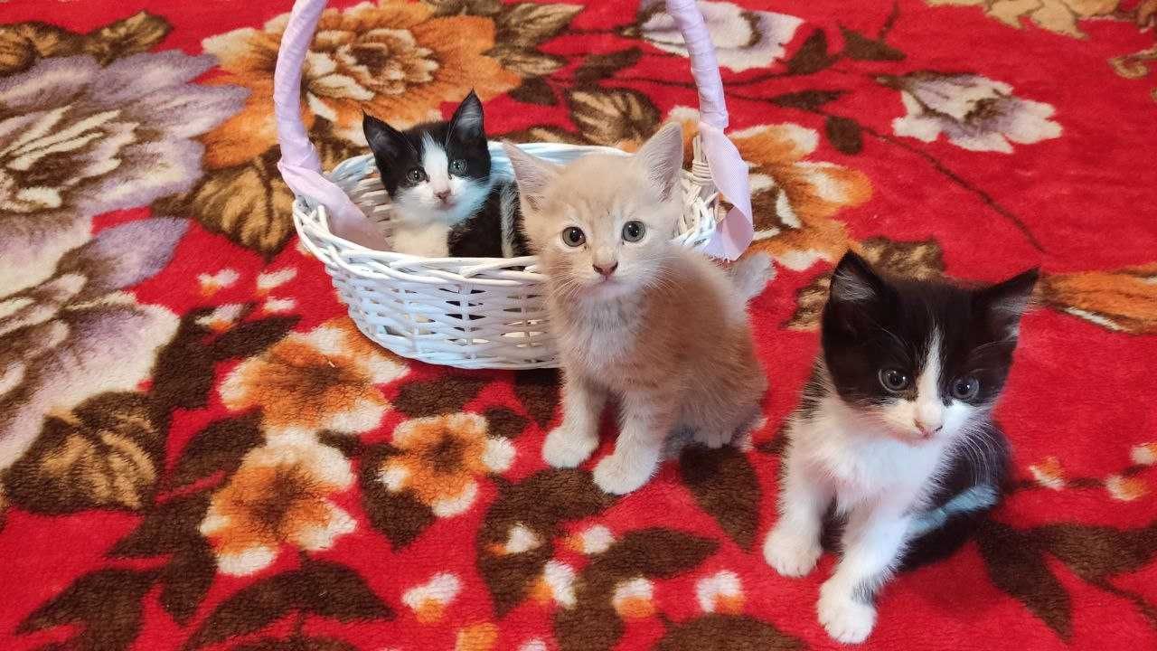 Котята в добрые руки
