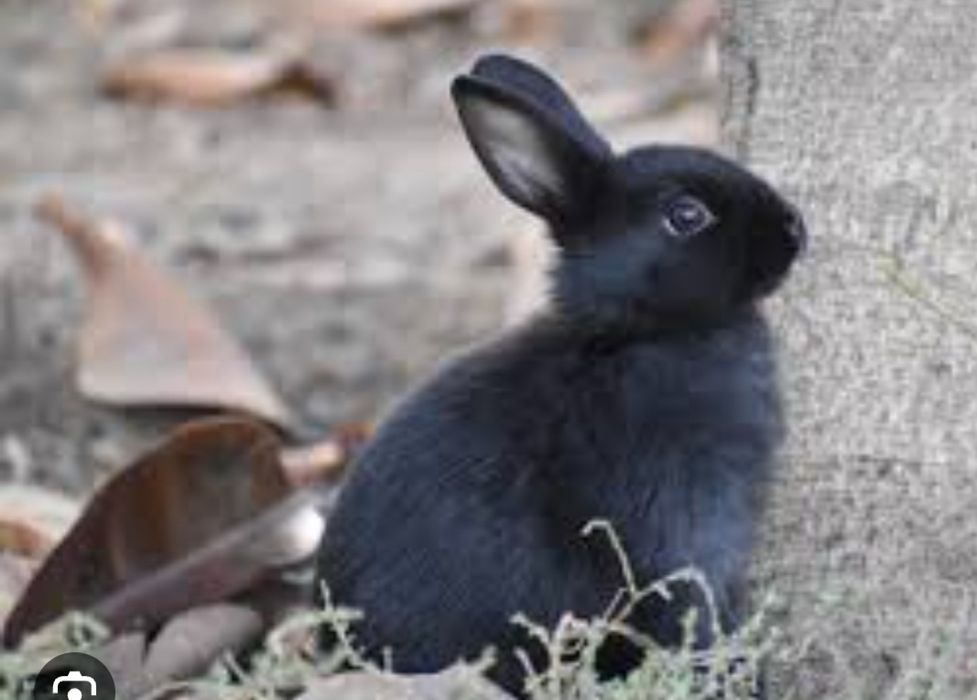 Продам кроликов 3 месяца жизни