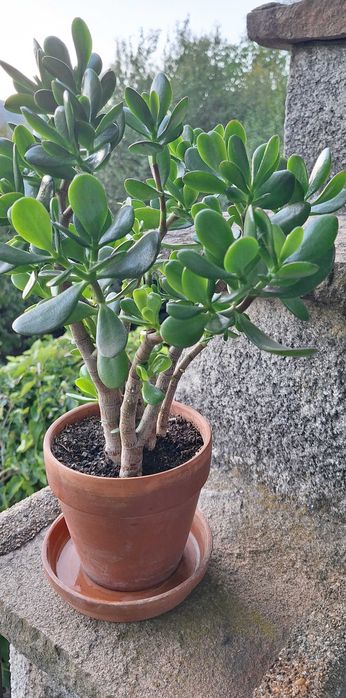 Дърво на живота/ Crassula ovata