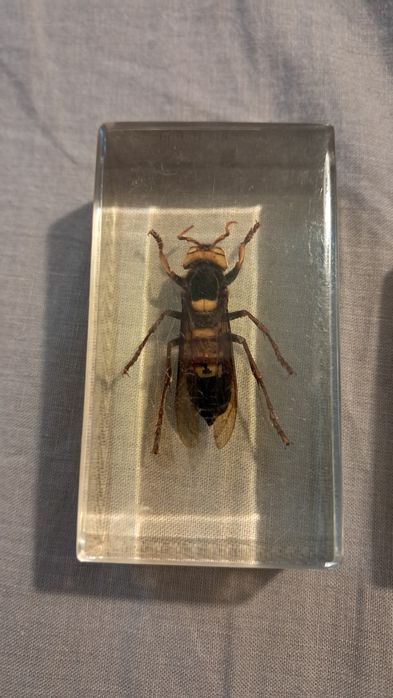 Насекоми в пластмасова призма