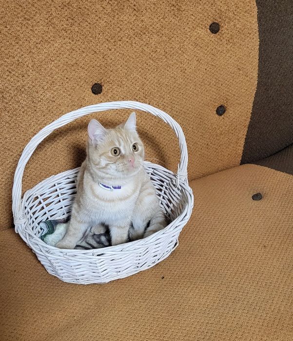 кошечки и котики в добрые руки