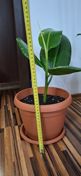 Oferta 6 plante de apartament