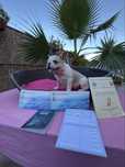 Bulldog francez cu pedigree