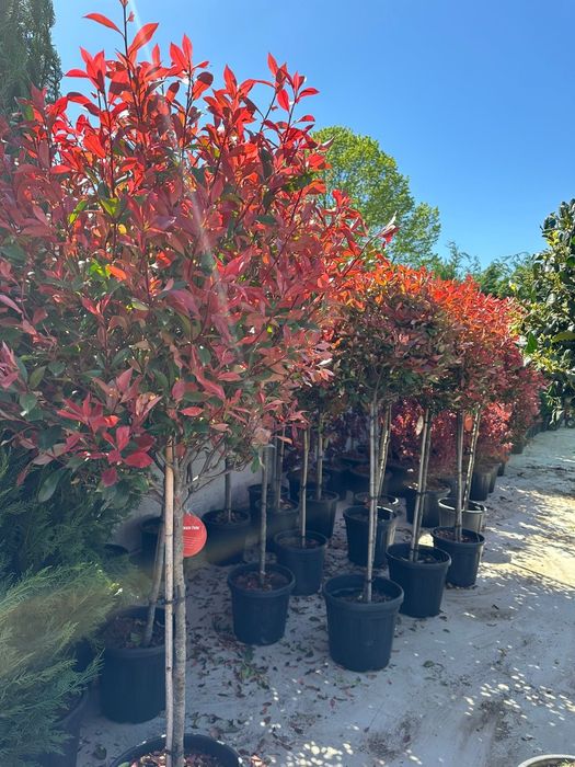 Leylandii, tuia, mesteacăn, tuia la preț de producător