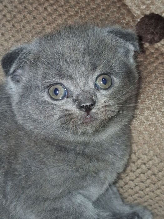 Продойотся котята малчыки.  И девочки