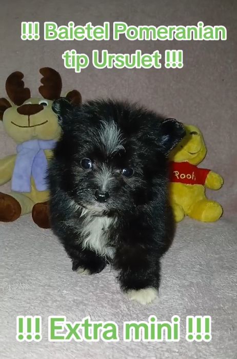 Asigur transport !!! Pui Pomeranian mascul tip Ursulet !!!