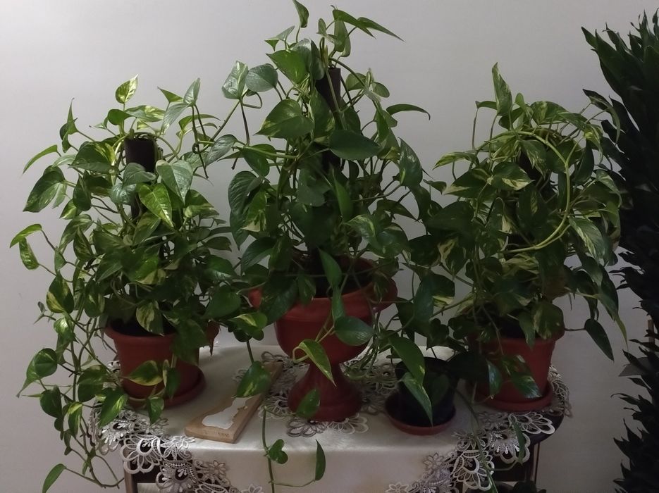 Plante de vânzare