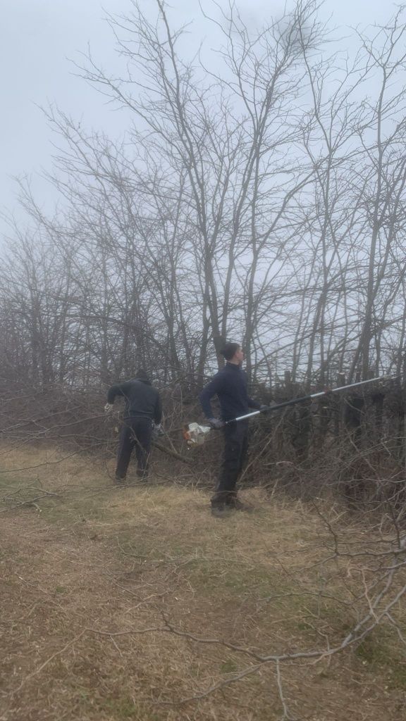 Taiere/Cosmetizare/Fasonare Arbori Periculoși Ieftin.