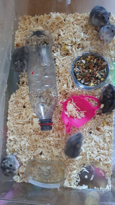 Vand hamsteri pitici