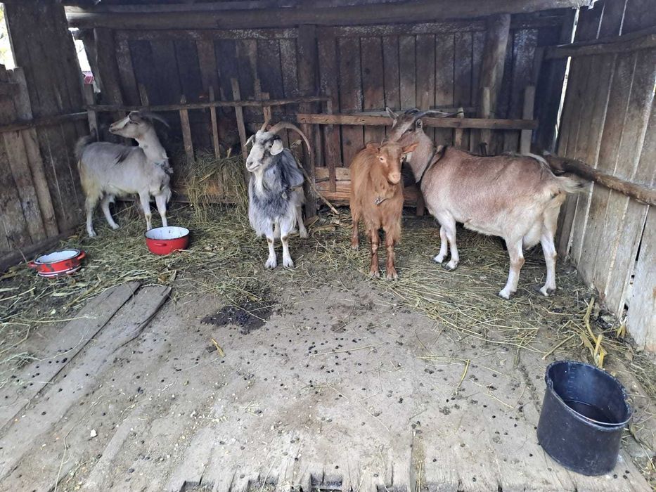 Vând capre Flămânzi