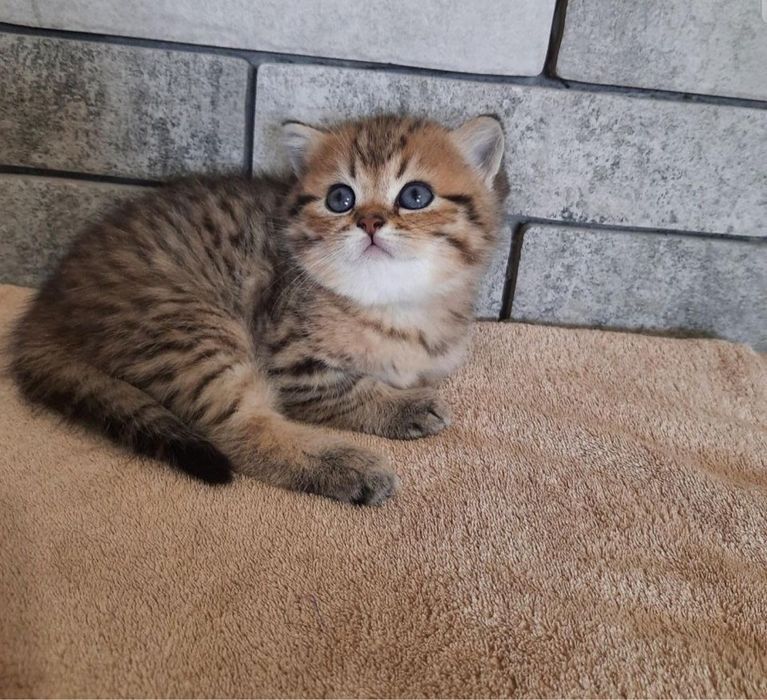 Британские котята