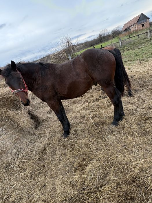 Vand doi manji 1 an 7 luni 2 ani 7 luni