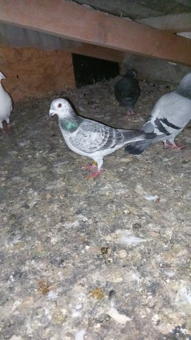 Vand porumbei voiajori