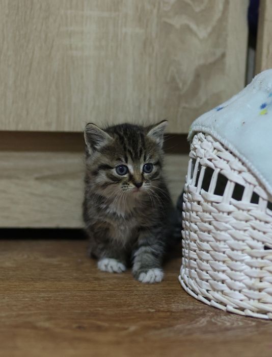 Котёнок ищет дом