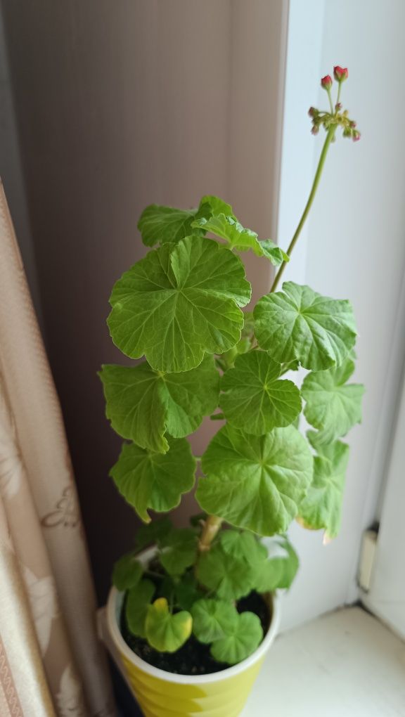 Продам пеларгонию. Герань.