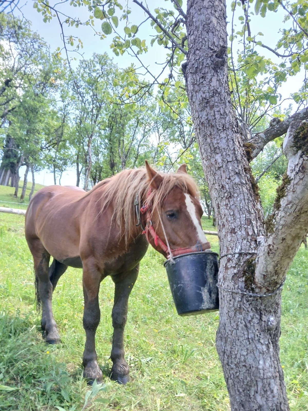Vând mânz de 2 ani și unul de 1 an