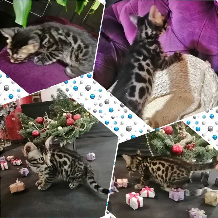 Бенгальский котята редких окрасов
