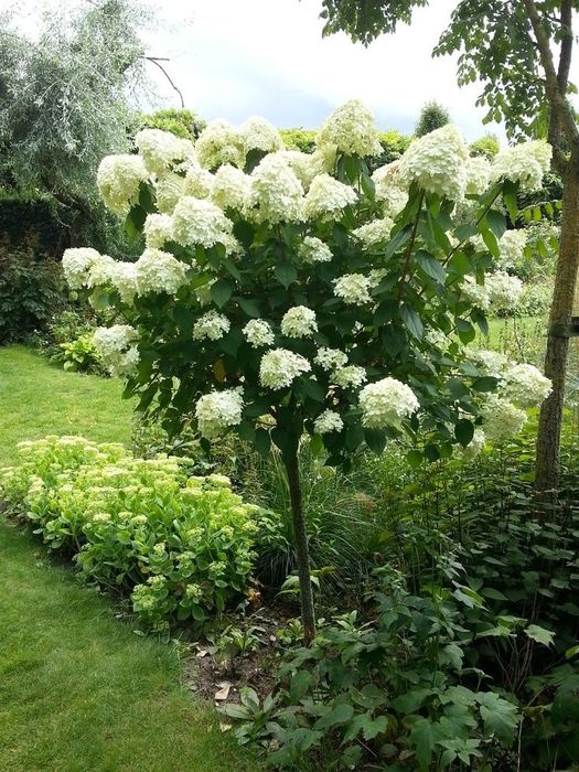 Hortensie De Gradina (Tip Pomișor)