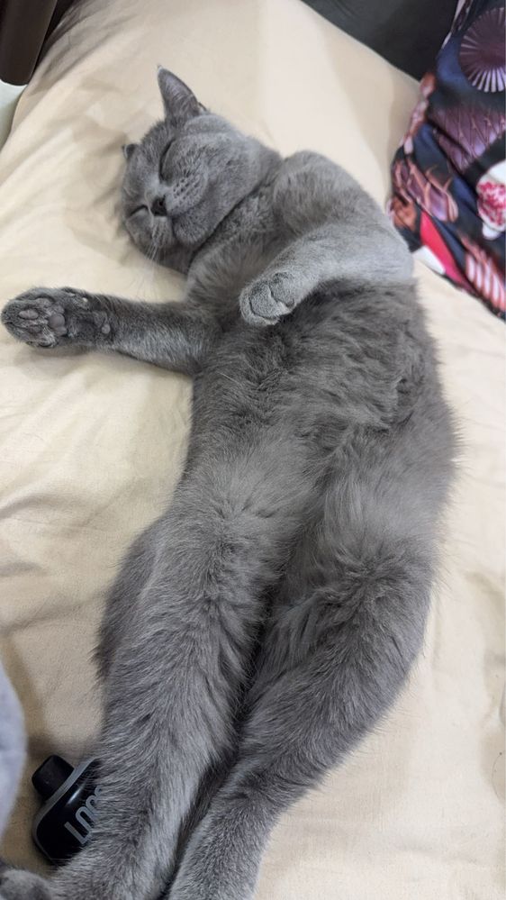 Кошки mushuk o’g’il bollla