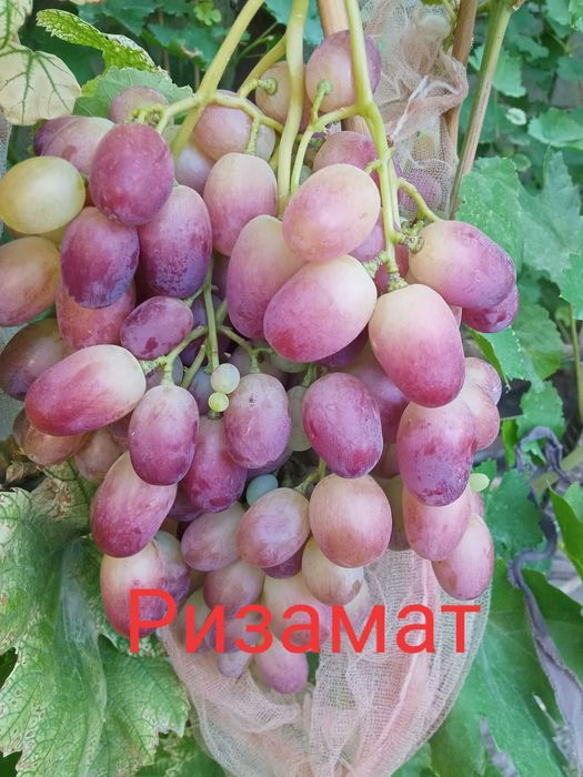 Виноград домашний на срезку