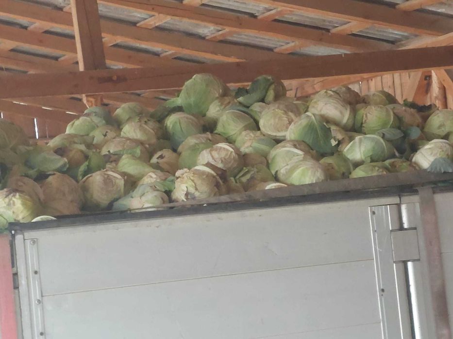 Varza in cantitate mare