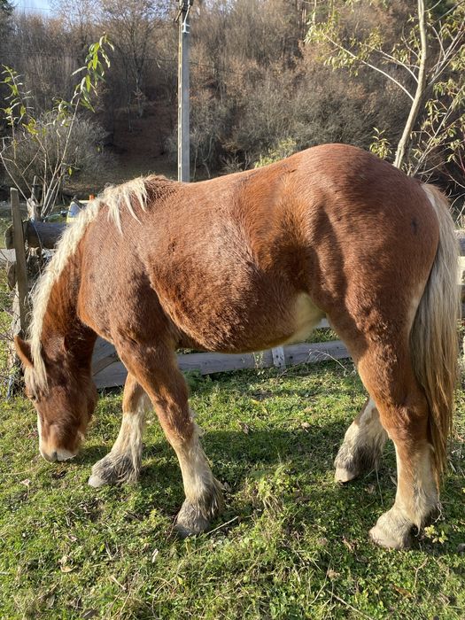 Vand manzul din imagini