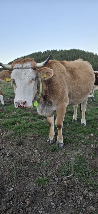 De vanzare vaci bune te tinut(nu sunt pentru taiat)