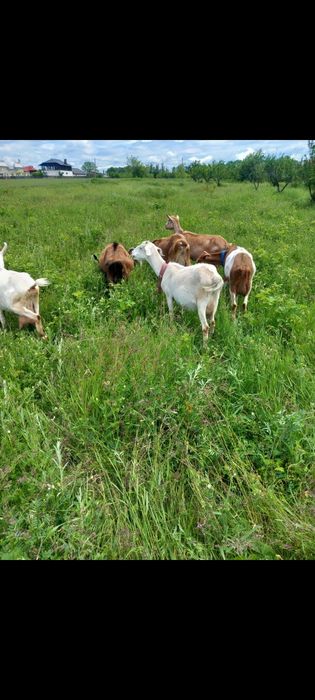 Vand capre alpine,sanen