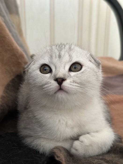 Продается котенок скотиш фолд