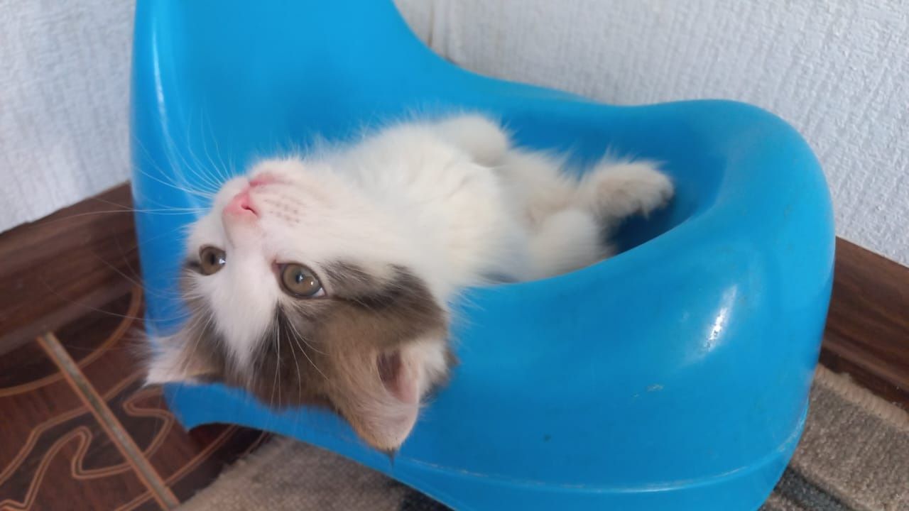 Бесплатно котята