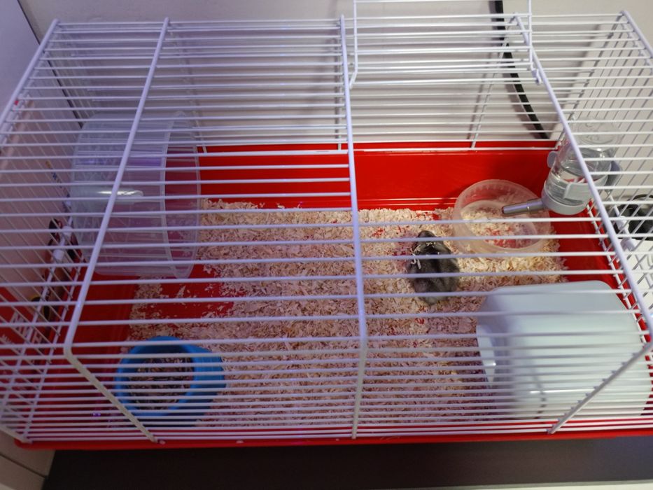 Хамстер с клетка оборудвана