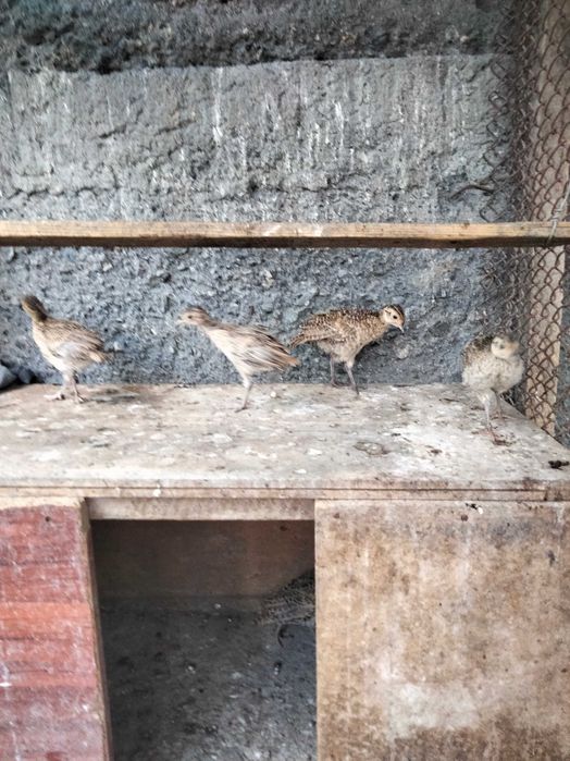 ФАЗАНЯТЫ Охотнечьи породы, 3,5 4 месяца