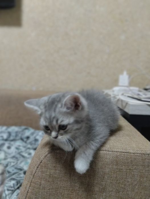 Продаётся катёнок