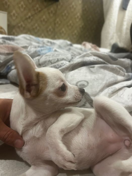 Пинчер чихулахлуа