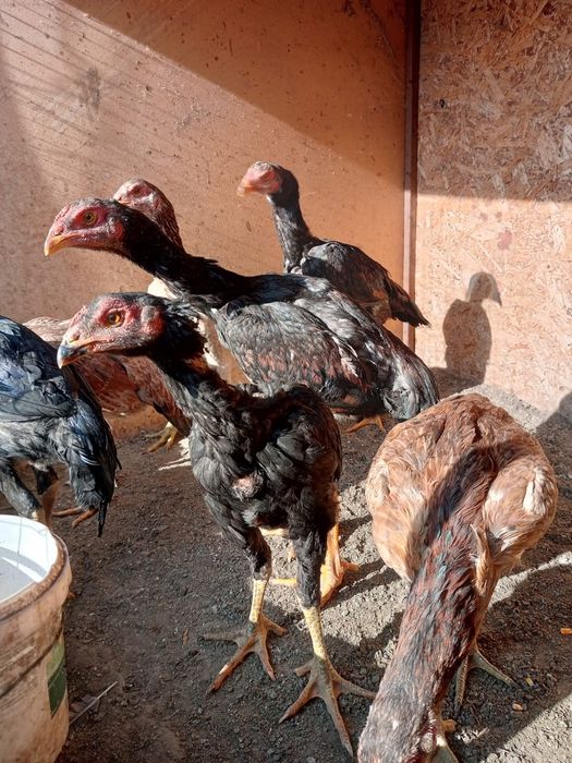 Циплята дакан байцовые