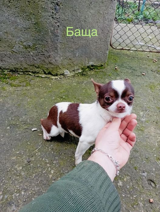 Чихуахуа момиченца