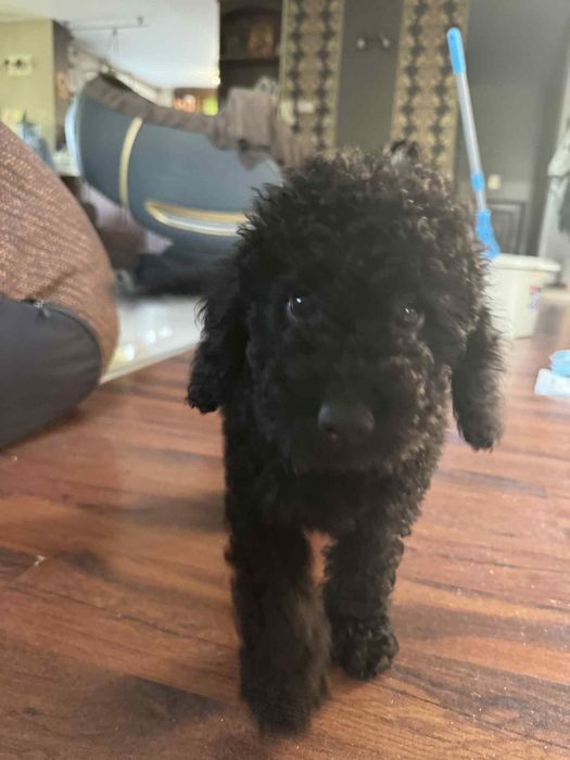 Женско кученце,  Мини Пудел. 1200 лв.