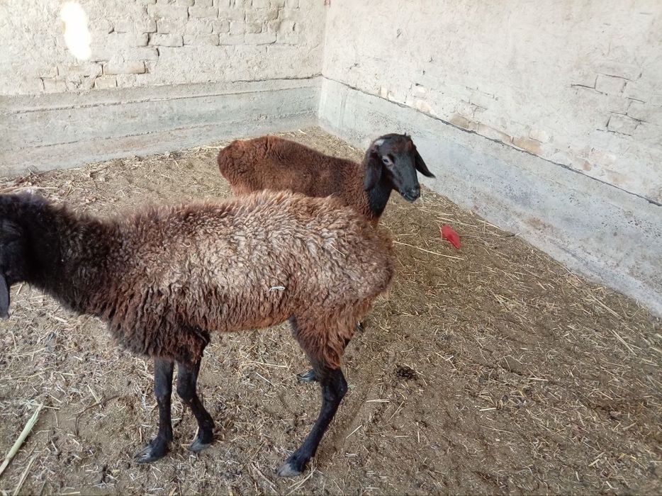 Она бола куй сотилади боласи кучкор онаси бугоз 6500