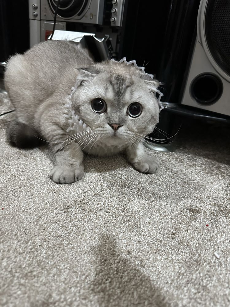 Шотландский вислоухий кот