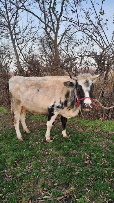 Vand vaca al 2-lea vitel