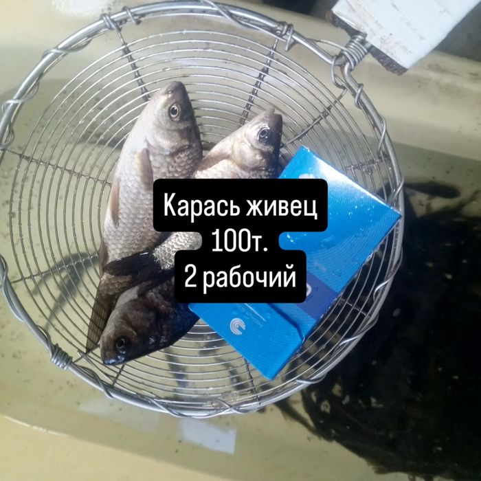 Живец, карасик, разного размера.