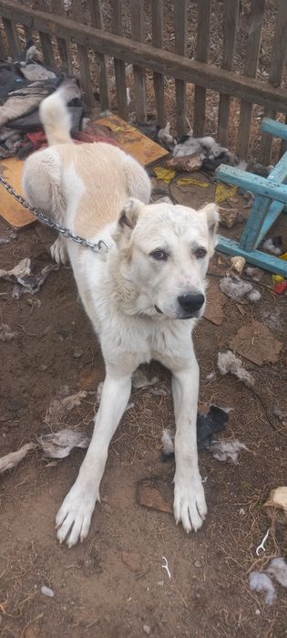 Алабай Еркек 10айлық Аты Хан