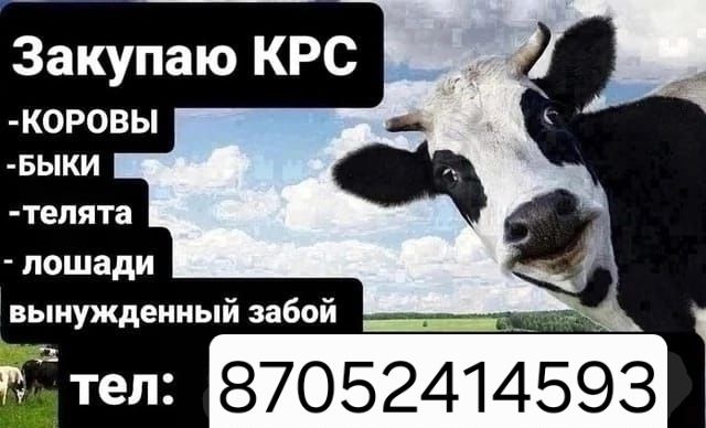 Лошадей кобылы жеребчики