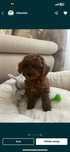 CTelus Pudel/Poodel-Caniche red -roscat-toy