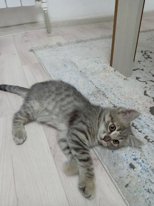 Профессиональная Передержка кошек, домашняя зоогостиница.