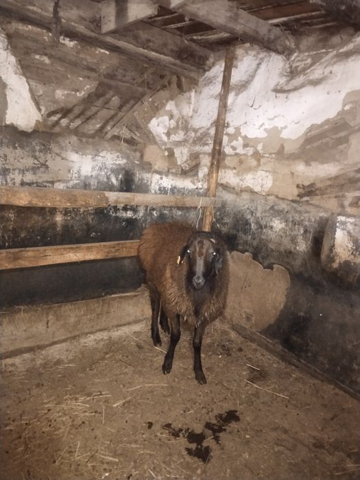 Қошқар

Қошқар сатамын, ұрықтыққа. Бағасы – 180 000 теңге.  
Мекен