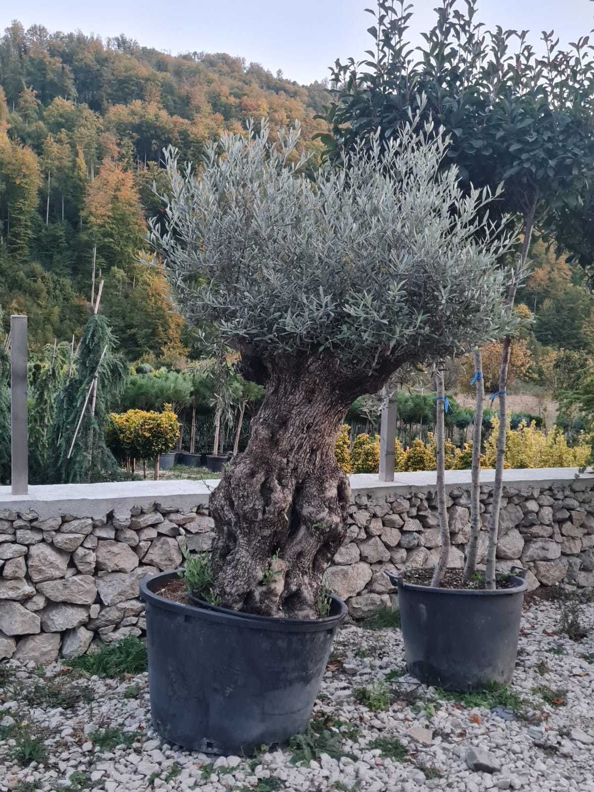 Tuia Smaragd, Tuia Columnaris, Cupressocyparis Leylandii,