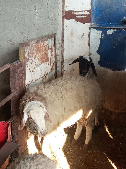 Qóy sotiladi kelishilgan narxlarda