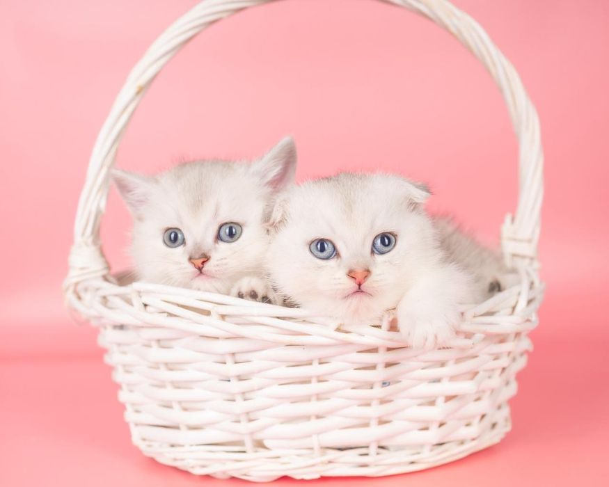 Серебро шотландские вислоухие и прямоухие  котята. Шотландский котенок
